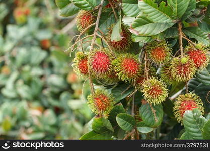 Rambutan