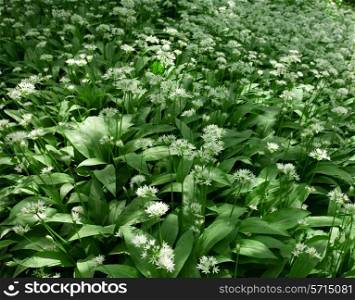 Ramsons in flower. Also known as wild garlic, buckrams and wood garlic.