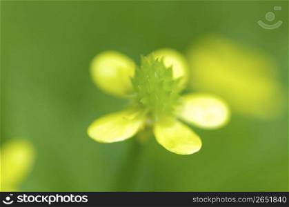 Ranunculus silerifolius