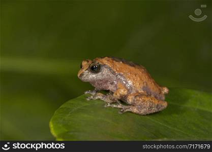 Raorchestes griet, endemic to the Western Ghats south of the Palghat Gap in Kerala and Tamil Nadu, Munnar, Kerala, India