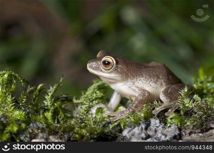Raorchestes ponmudi, a bush frog