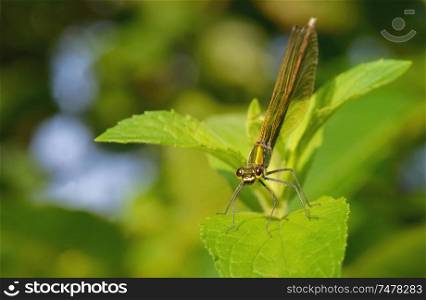Rapacious Flange-tail Dragonfly in forest
