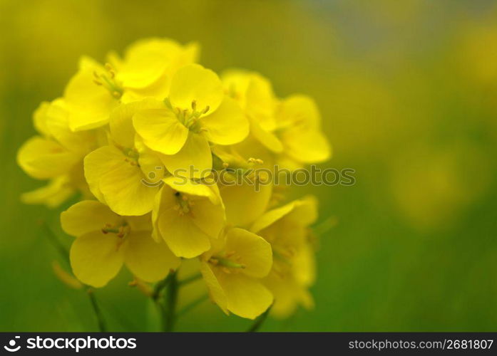 Rape blossom