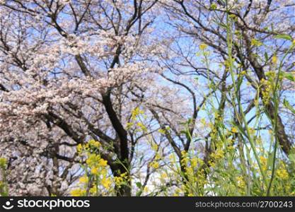 Rape blossom, Cherry tree