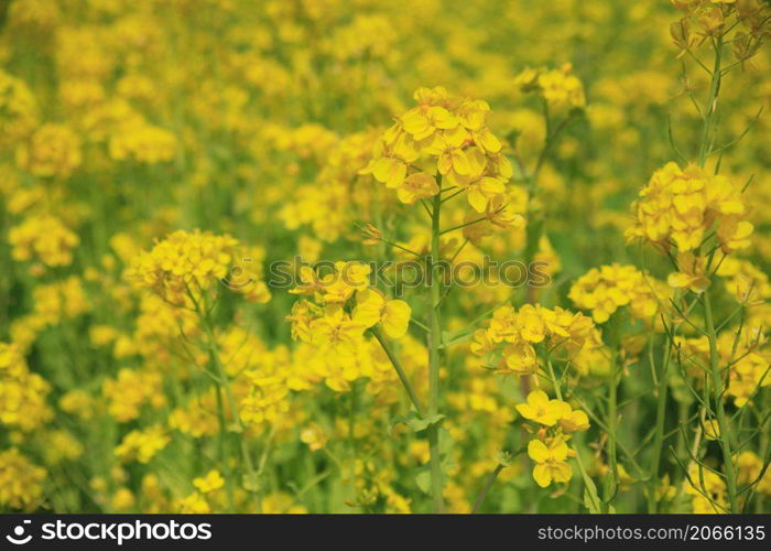 Rape blossoms