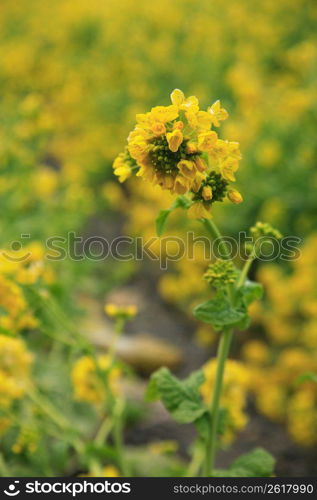 Rape blossoms