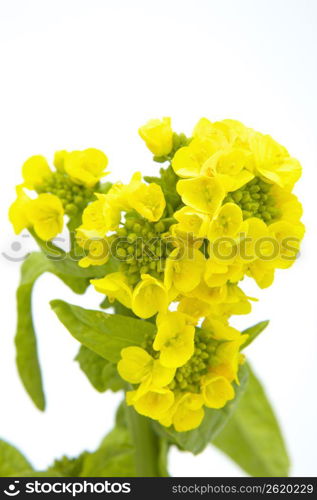 Rape blossoms