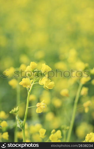 Rape blossoms