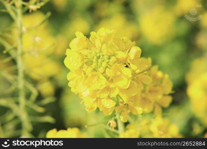 Rape blossoms