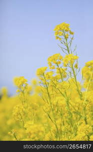 Rape blossoms