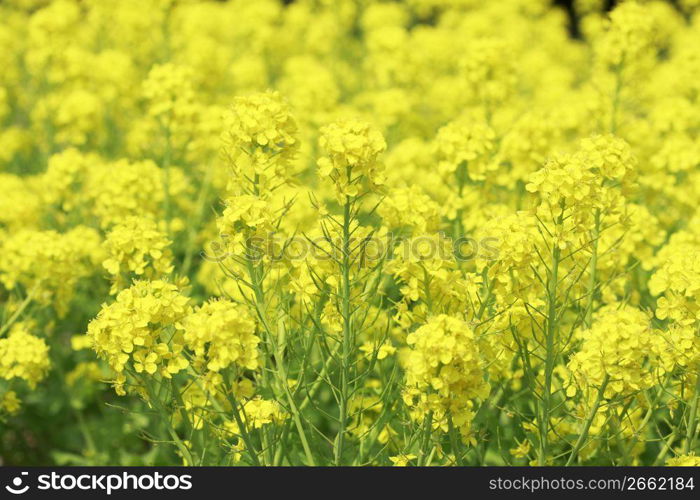 Rape blossoms