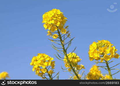 Rape blossoms