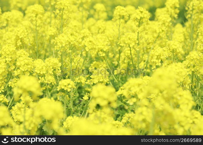 Rape blossoms