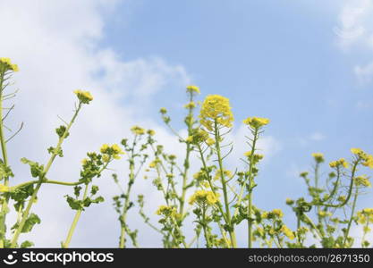 Rape blossoms