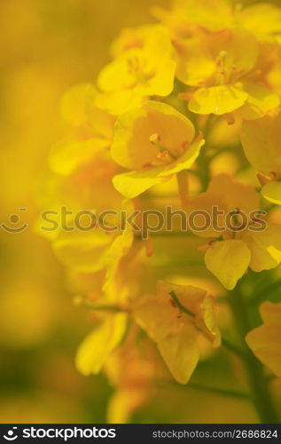 Rape blossoms