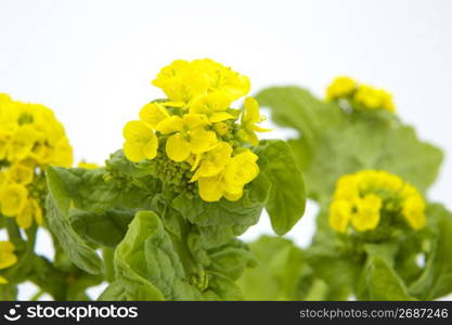 Rape blossoms