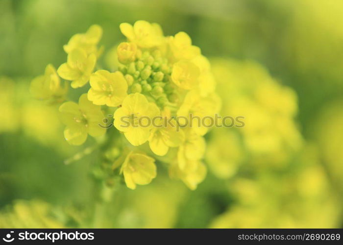 Rape blossoms