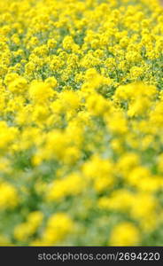 Rape blossoms