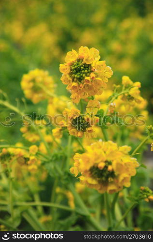 Rape blossoms