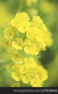 Rape blossoms