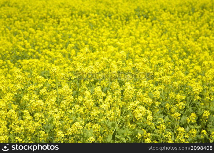 Rape blossoms