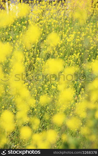 Rape blossoms