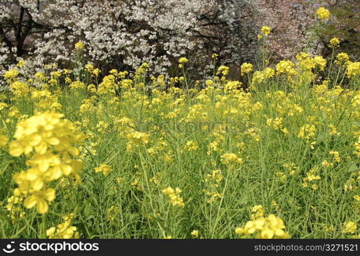 Rape blossoms