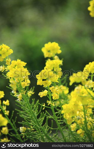 Rape blossoms