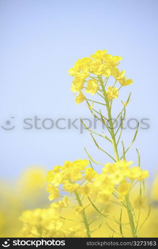 Rape blossoms