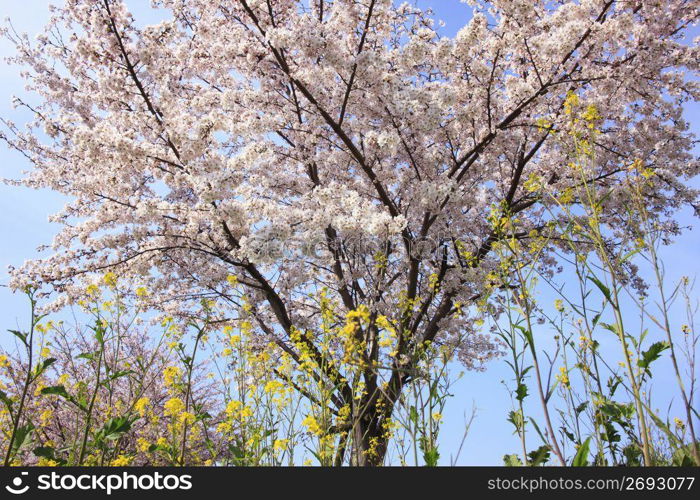 Rape blossoms and Cherry tree