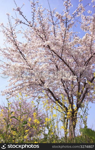 Rape blossoms and Cherry tree