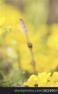 Rape blossoms and horsetail