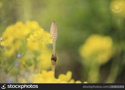 Rape blossoms and horsetail