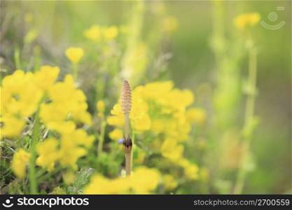Rape blossoms and horsetail