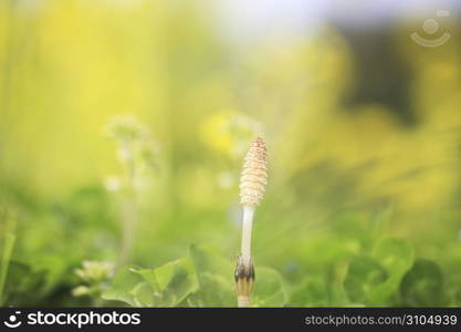 Rape blossoms and horsetail