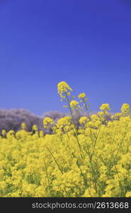 Rape blossoms field