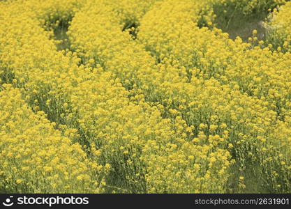 Rape blossoms field