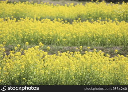 Rape blossoms field