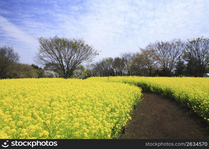 Rape blossoms field