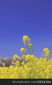 Rape blossoms field