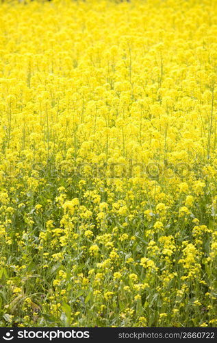 Rape blossoms field