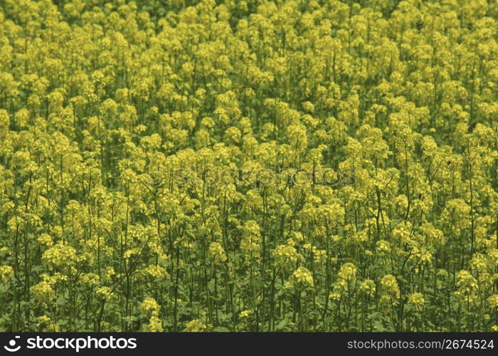 Rape blossoms field