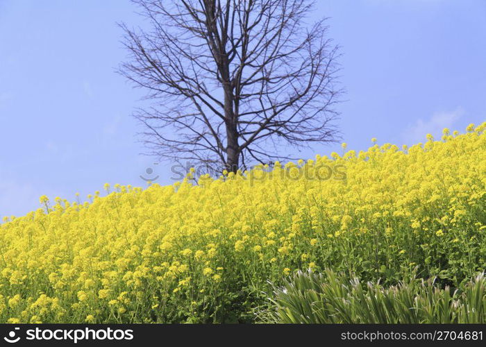 Rape blossoms field