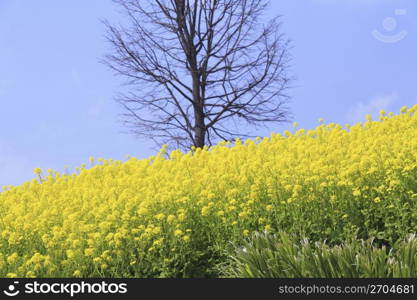 Rape blossoms field