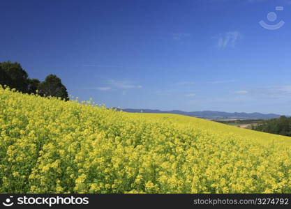 Rape blossoms field