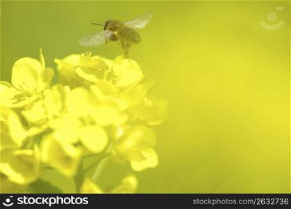 Rape,Blossoms,Flower,Plant,Bee,Bug,Insect