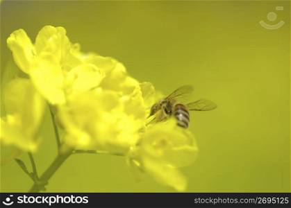 Rape,Blossoms,Flower,Plant,Bee,Bug,Insect