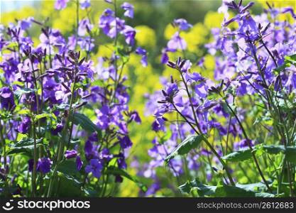 Rape blossoms, Purple edible flower