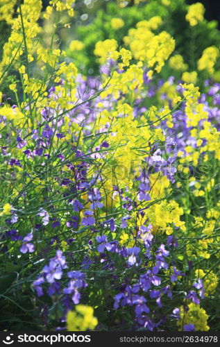 Rape blossoms, Purple edible flower