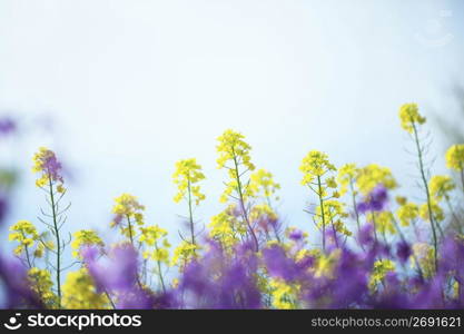 Rape blossoms, Purple edible flower